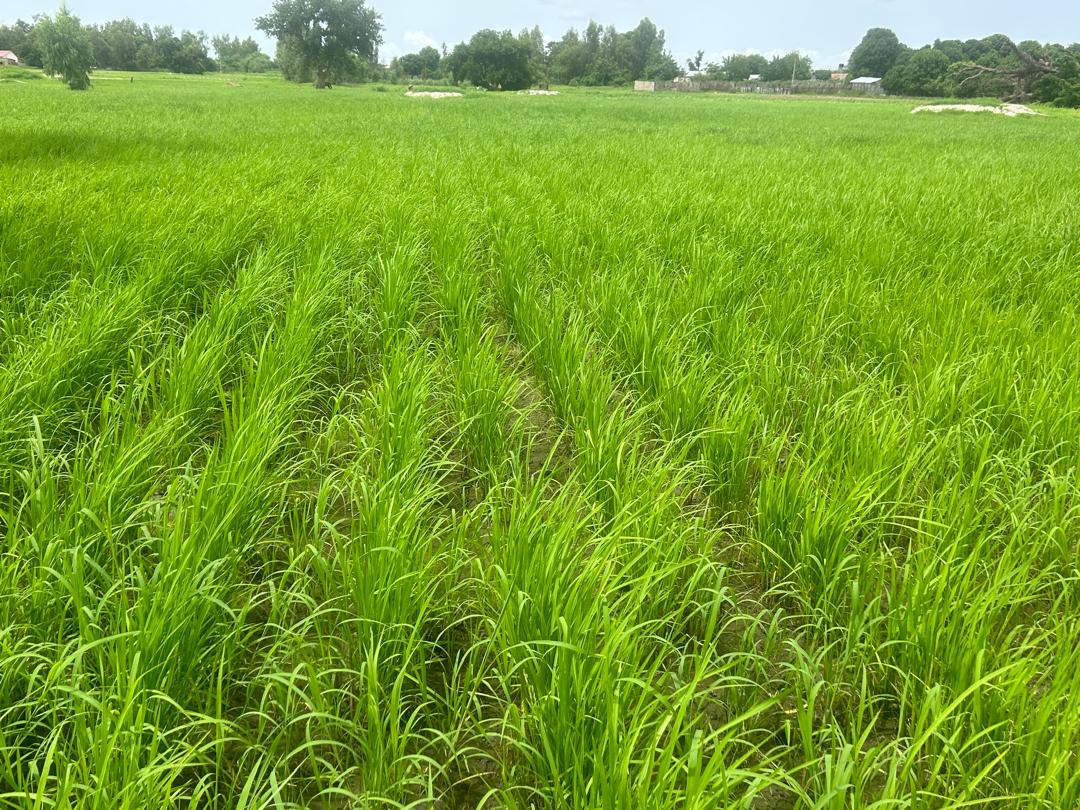 Gambia Rice How ROOTS is Enhancing the Rice and Vegetable Value Chains in The ...